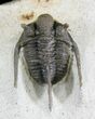 Cyphaspis Trilobite From Morocco #24806-3